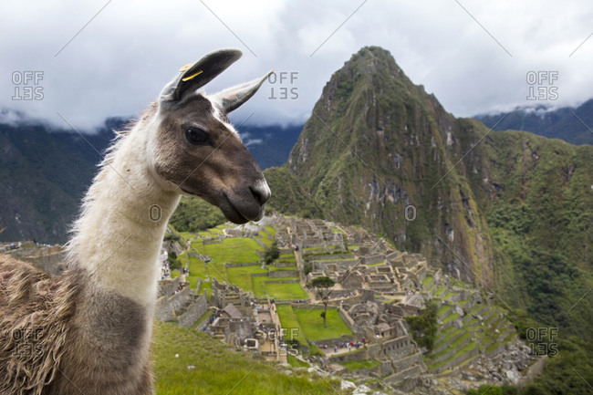 A llama is at the ancient site of Machu Pichu in Cusco, Peru