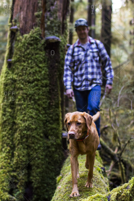 Man walks with his dog on a down log in the Hoh Rainforest, WA