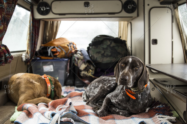 Two dogs hang out in the back of a VW van on a road trip