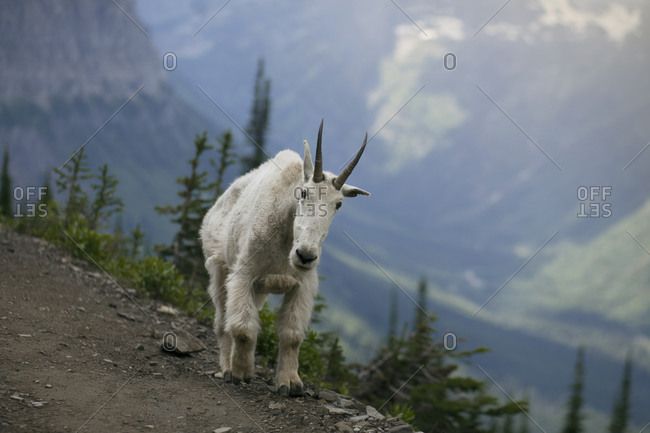 Mountain goat hikes along trail in Montana