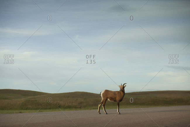 Mule deer waits for the rest of the heard on a gravel road in South Dakota