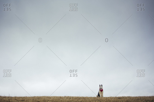 Dog against grey blue sky