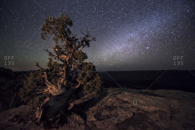 Snag yukon hi-res stock photography and images - Alamy