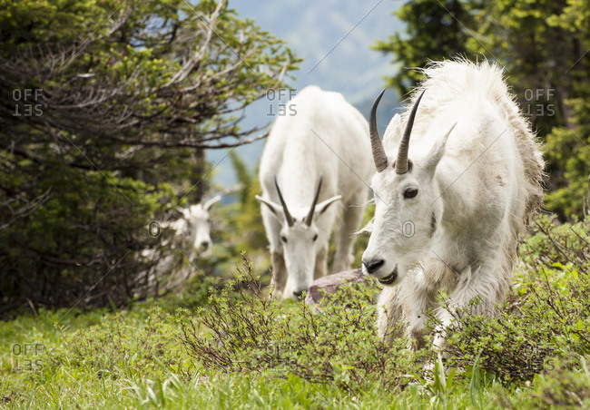 Mountain Goats looking for fresh grass, Glacier National Park