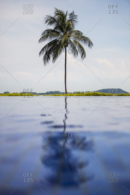 The reflection of a palm tree in an infinity pool in Sentosa, Singapore