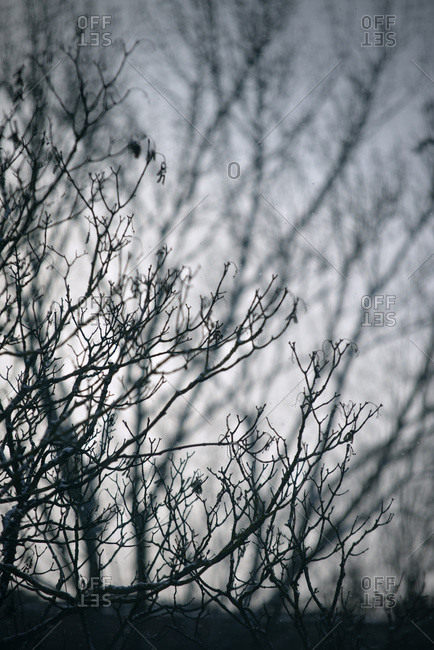 Leafless twigs and branches, tree in winter