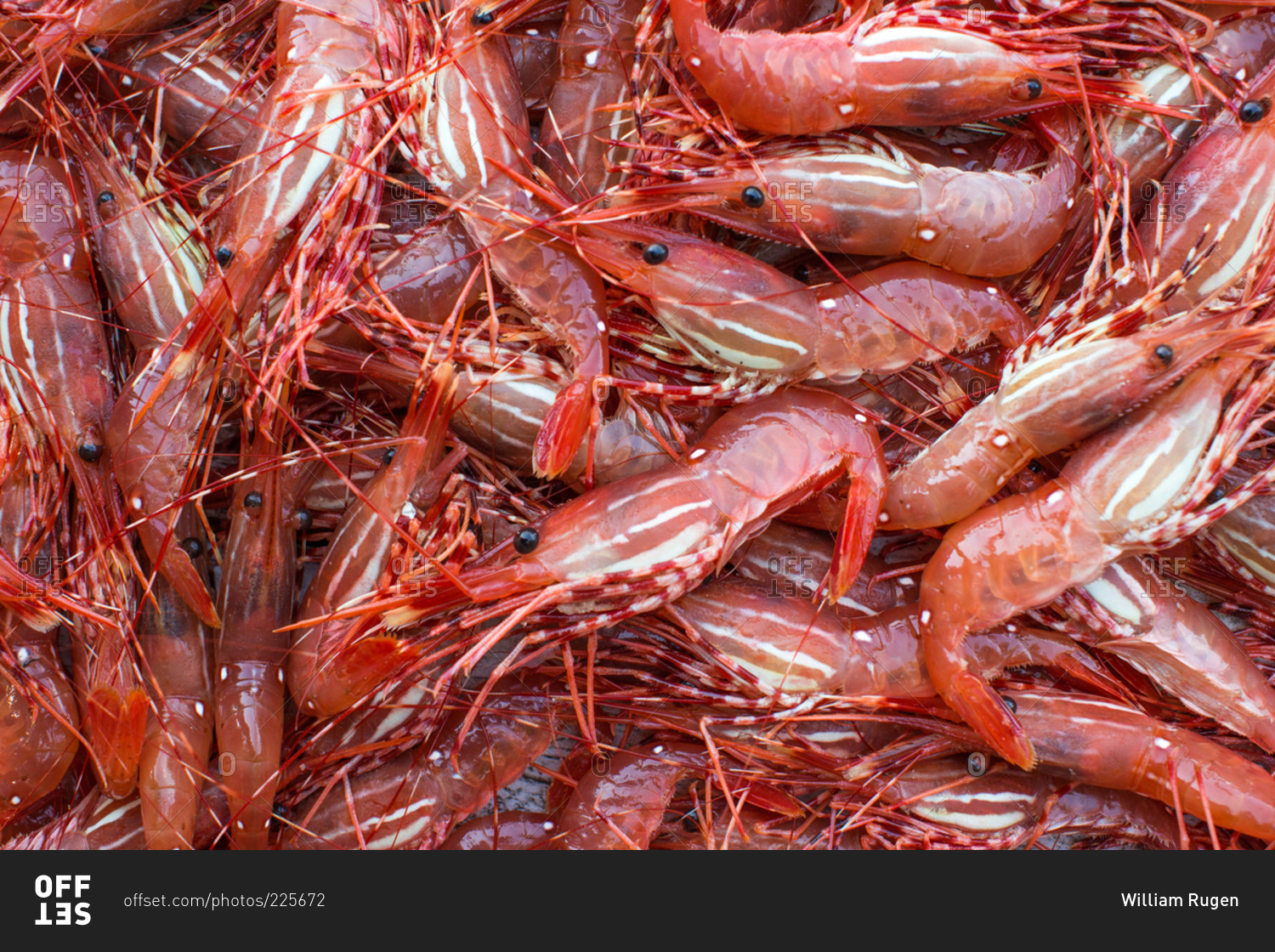 Closeup of a pile of spot shrimp, Hood Canal, Washington stock photo