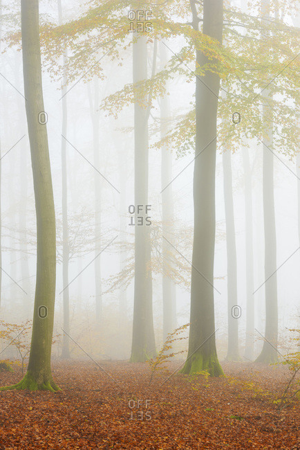 European beech (fagus sylvatica) forest in mist