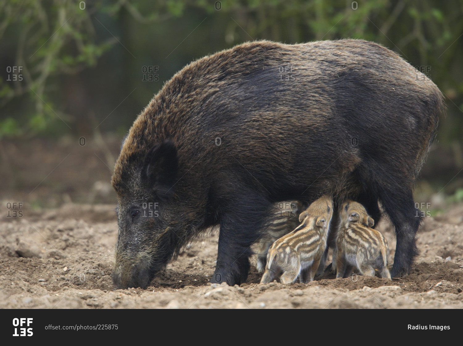 Wild boars (sus scrofa)