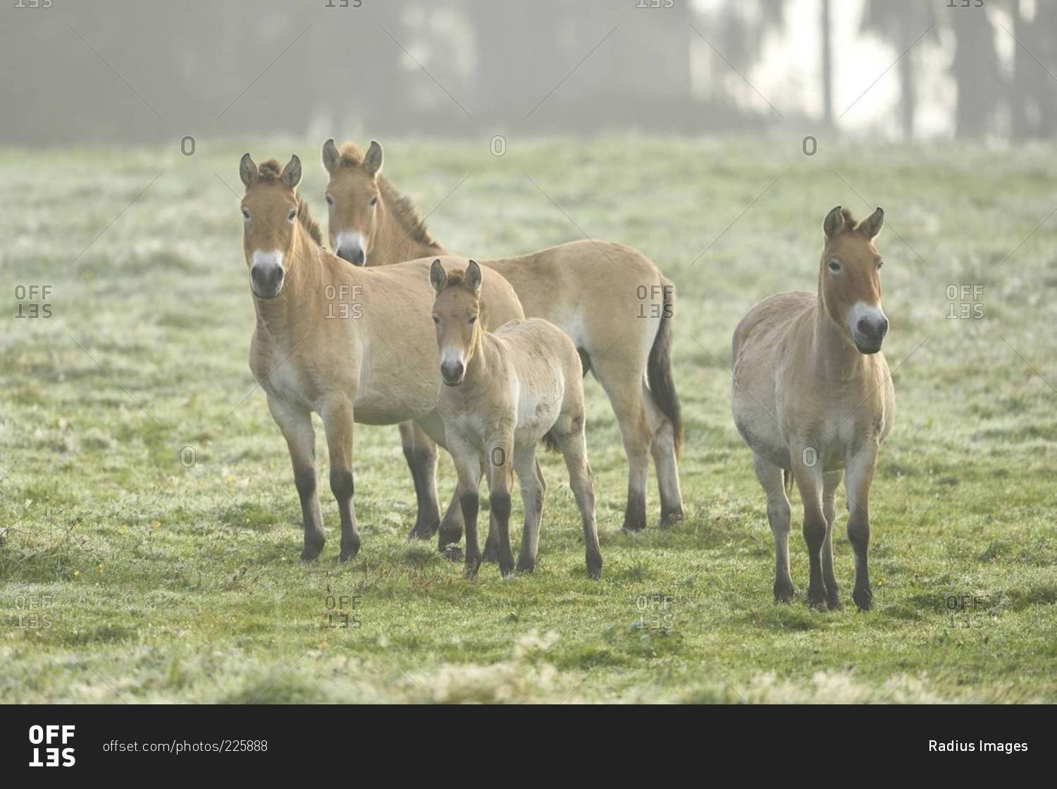 Group of przewalski's horses (equus ferus przewalskii) on meadow in autumn