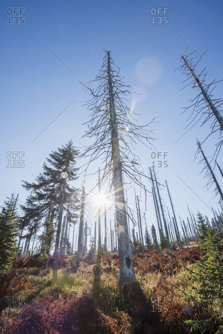 Dead Norway Spruce Picea Abies Forest Killed By Bark Beetle Scolytidae Stock Photo Offset
