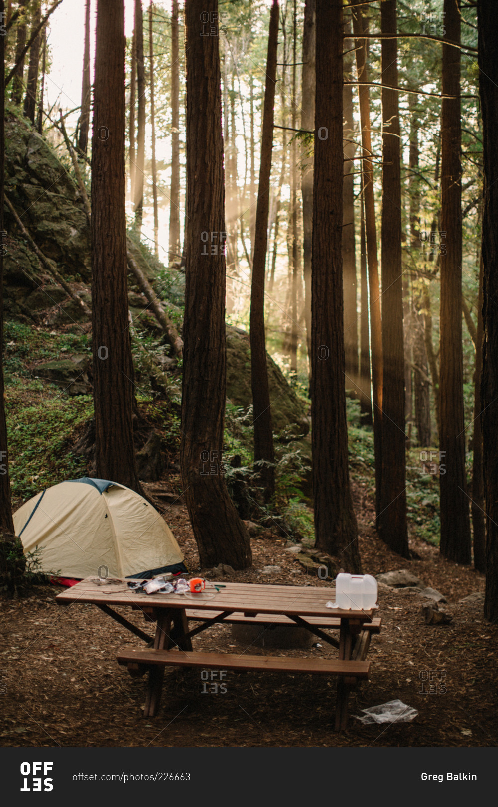 A campsite in a redwood forest