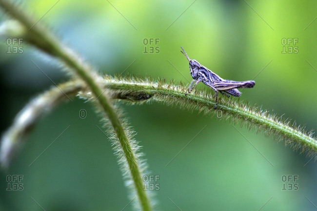 A grasshopper rests on a stem in Peru's Amazon Jungle