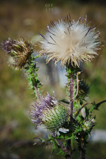 A blooming Creeping Thistle plant