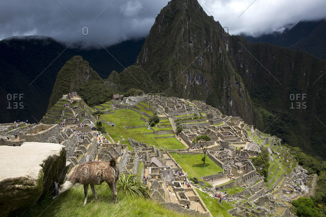 A llama is at the site of Machu Pichu in Cusco, Peru