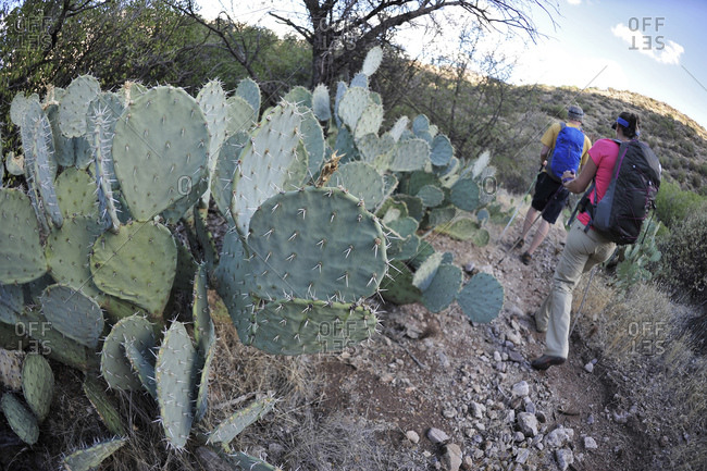 Backpackers hike next to prickly pear cactus on the Dutchmans Trail in the Superstition Wilderness Area, Tonto National Forest
