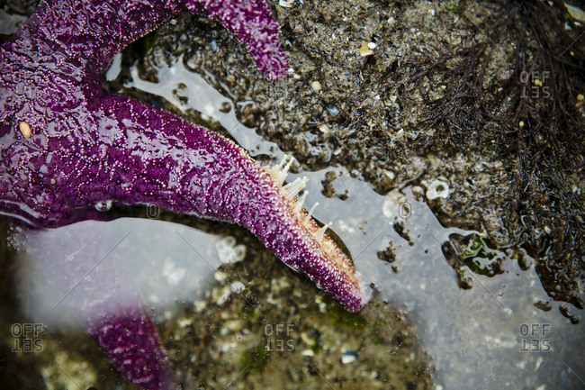 Tentacle tube feet stretch out on one leg of a purple Starfish (Pisaster ochraceus) on the westcoast of British Columbia