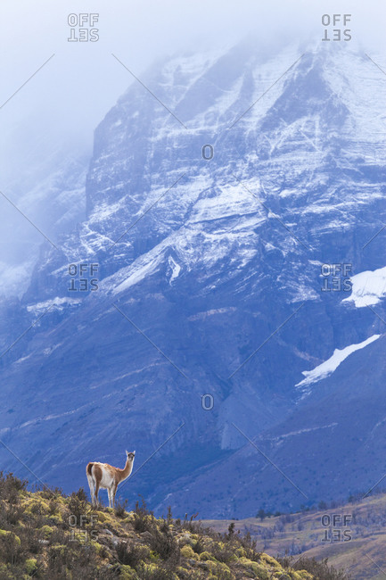 A wild guanaco (lama guanicoe) in Chile's Torres del Paine National Park