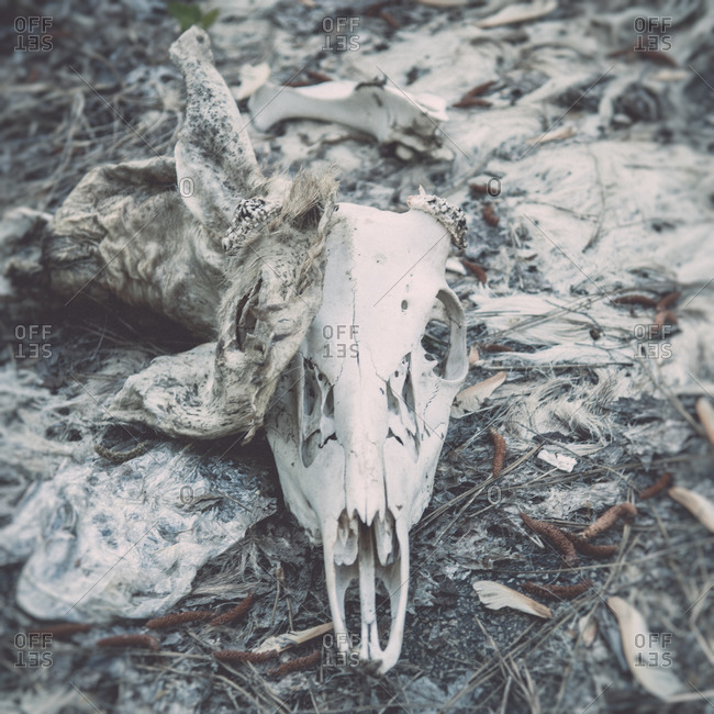 Decaying animal skull on the ground