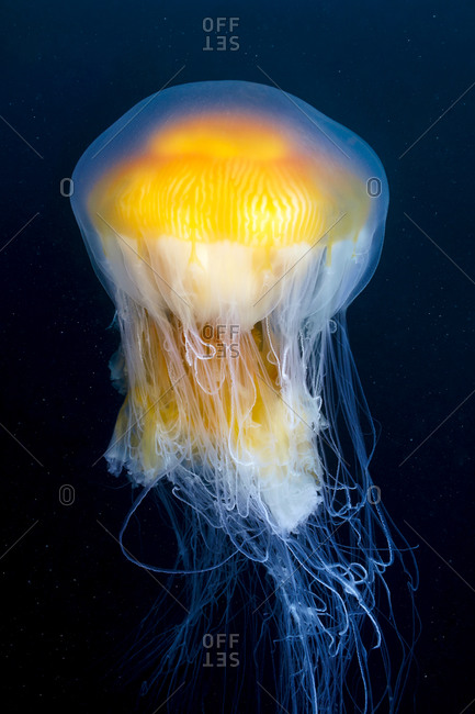 Close up of an Egg yolk jellyfish