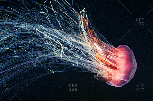 Cyanea capillata jellyfish swimming underwater in the ocean