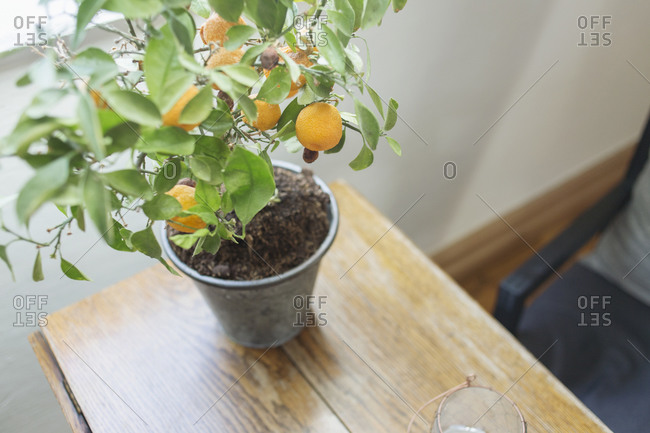 table lemon tree