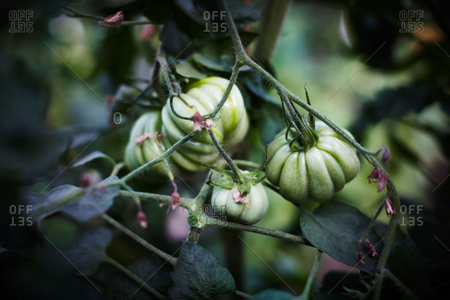Green heirloom tomatoes on the vine