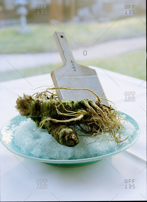 Fresh wasabi and grater in bowl of crushed ice