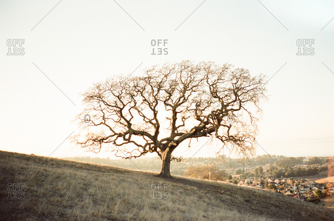 Bare oak tree in Hercules, CA, USA