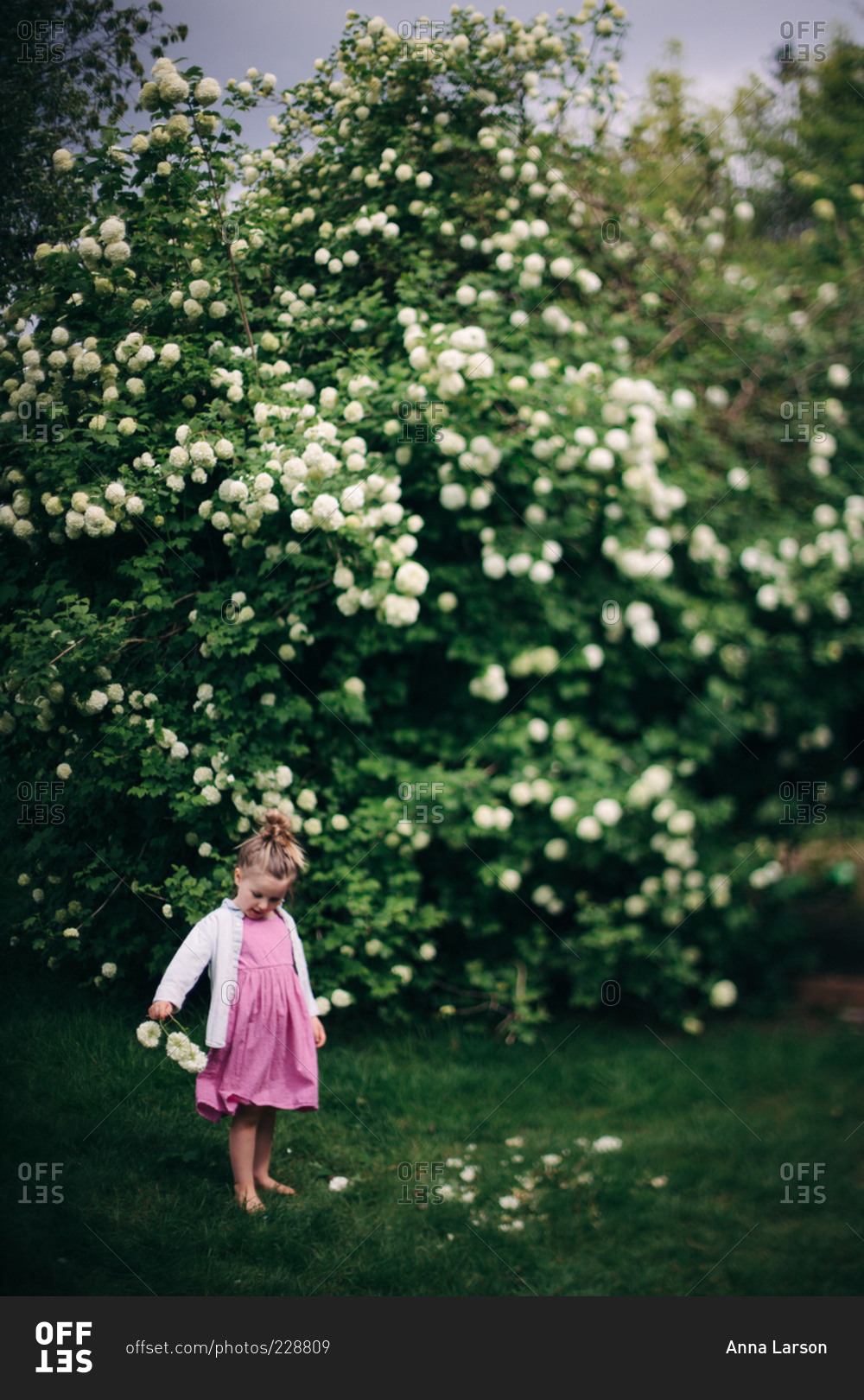 Young girl picking hydrangea flowers