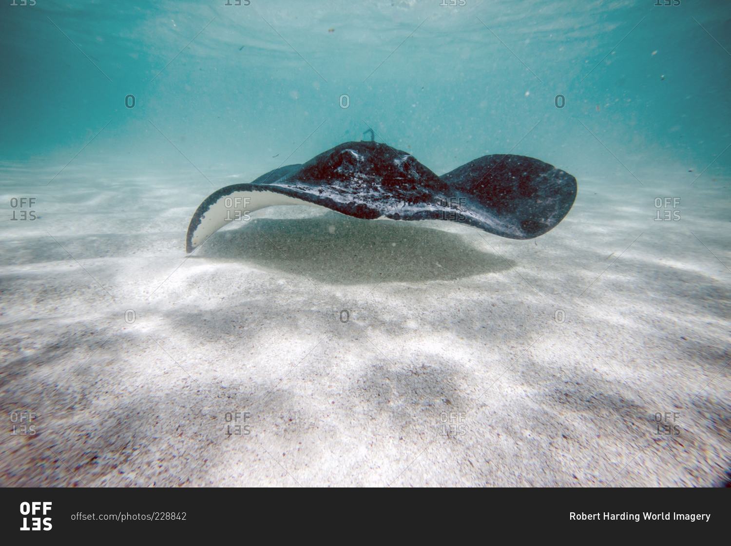 Stingray swimming in the bay of Stingray City, an authentic sanctuary for marine species in Antigua, Leeward Islands