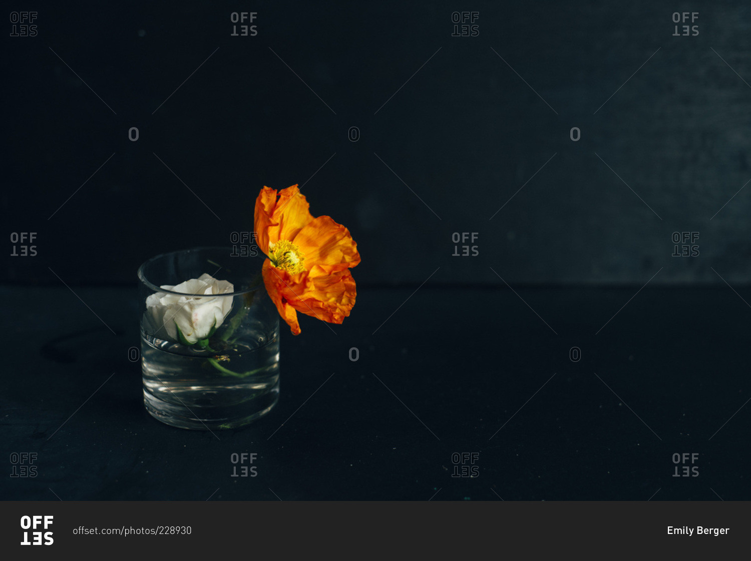 Vase with a white rose and orange peony
