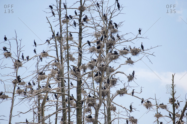 Birds perching on bare trees