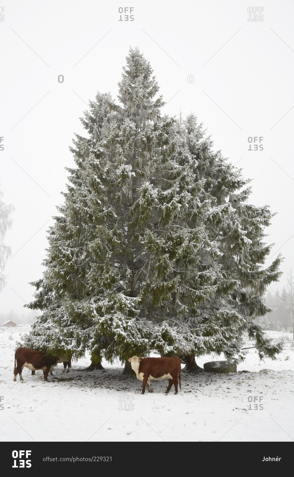 Cows by a tree in winter