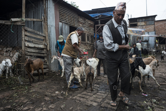 Kathmandu, Nepal - May 27, 2014: Men herd goats in the street of a town in Kathmandu