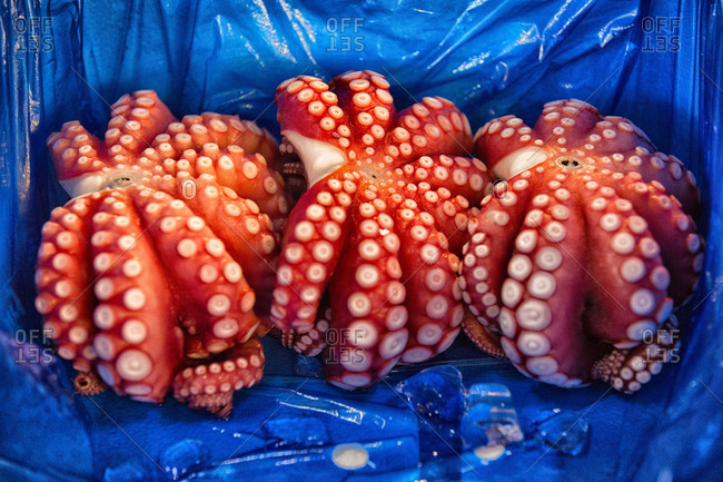 Three octopuses in a blue bag at the Tsukiji Fish Market