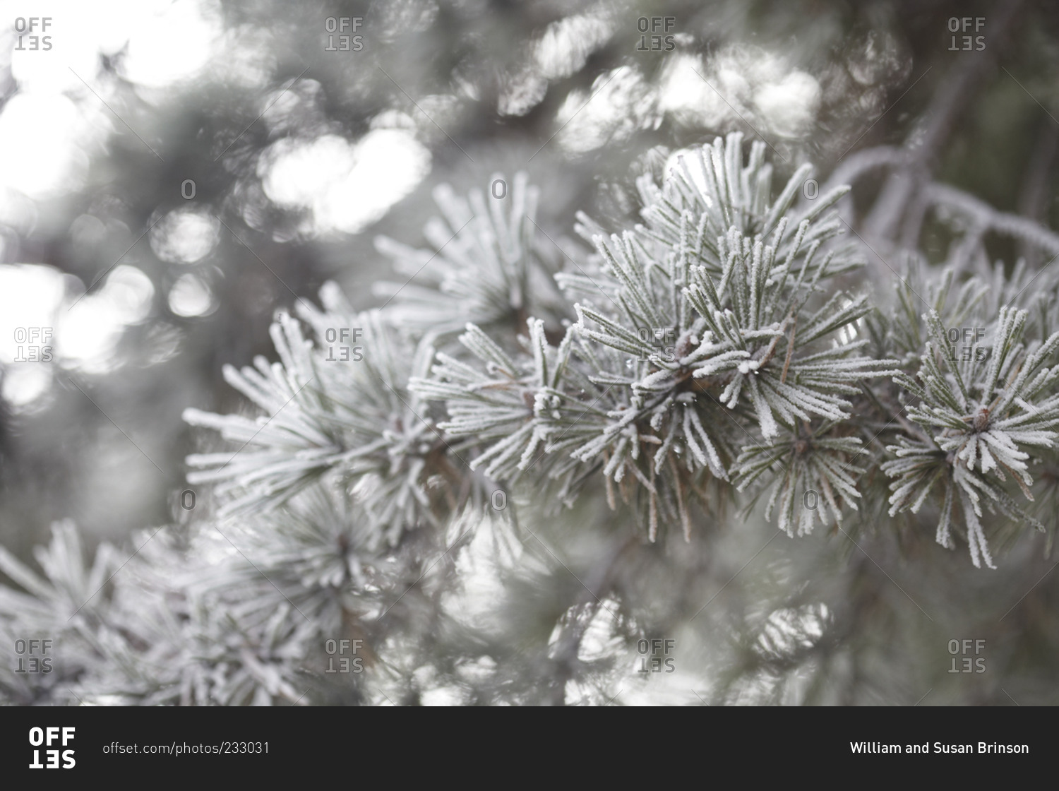 Frosted pine needles on a tree in Portland, Oregon