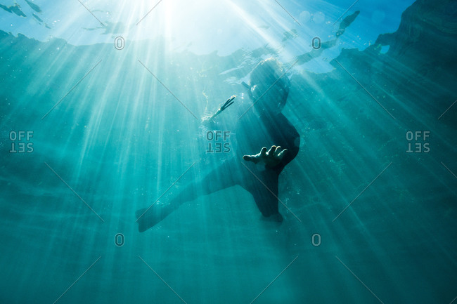 A spear fisherman swimming through the water off the coast of Catalina Island, CA