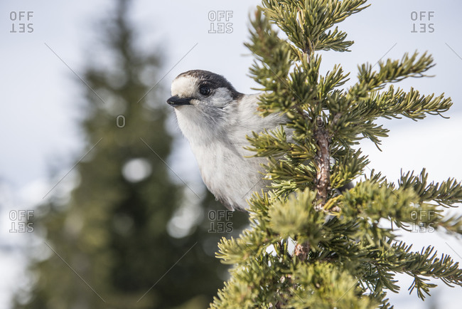 A grey Jay on a sub-alpine fir on Mount Baker WA