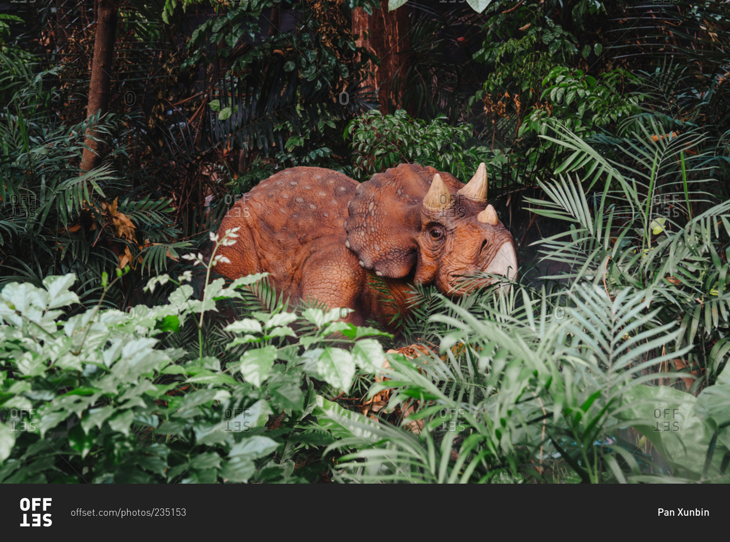 Triceratops dinosaur in forest