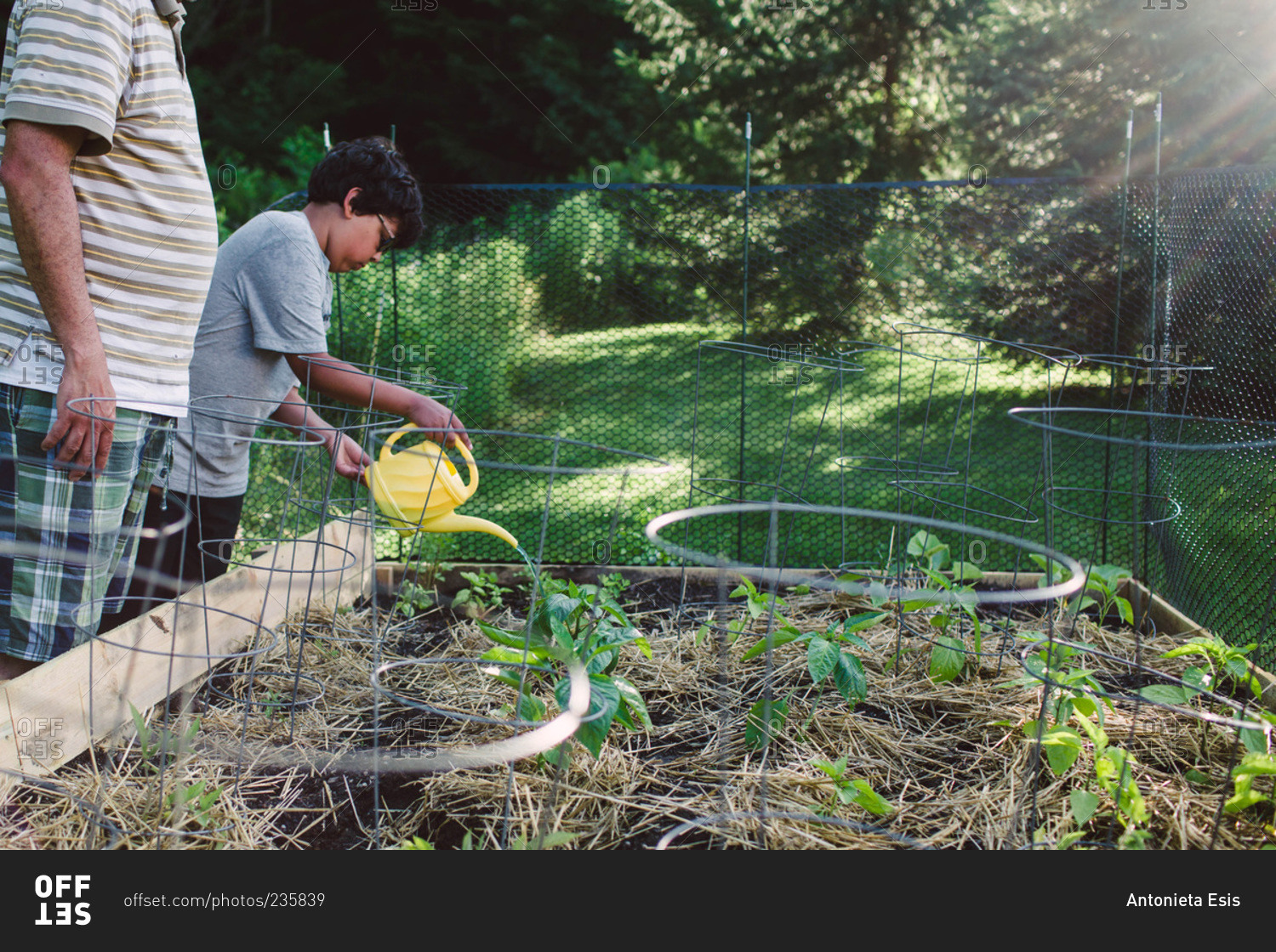 Boy watering a vegetable garden