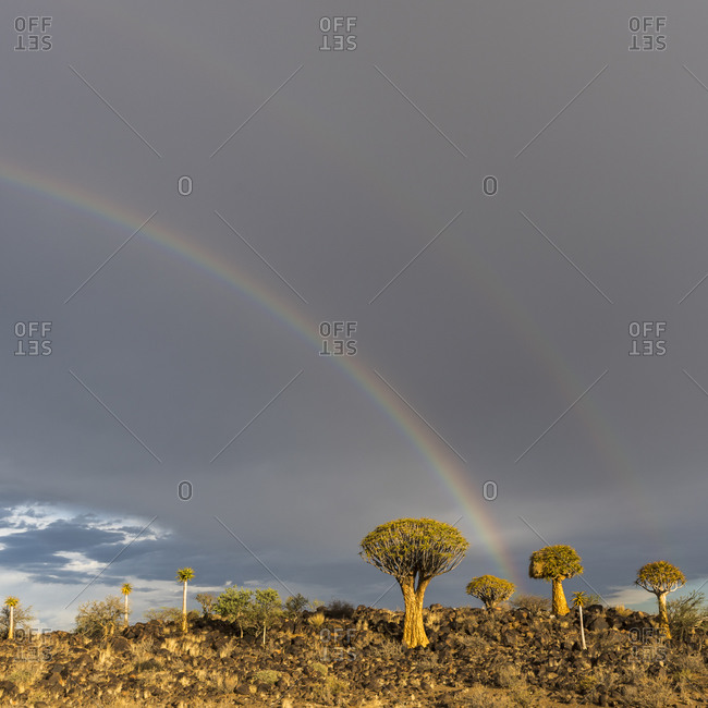 A double rainbow over quiver trees in Namibia