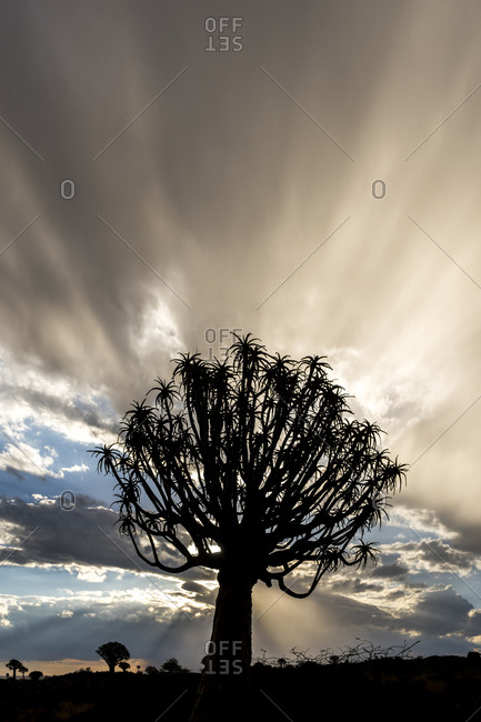 The silhouette of a quiver tree in Namibia