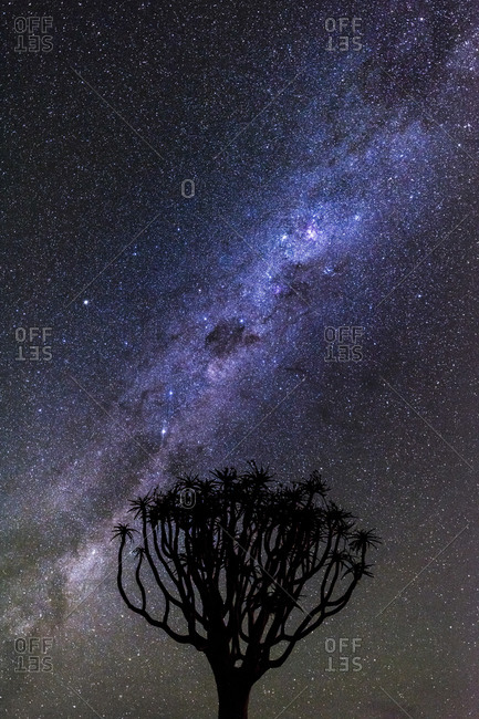 A silhouette of a quiver tree against the night sky in Namibia