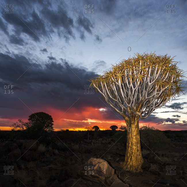 A quiver tree at dusk in Namibia