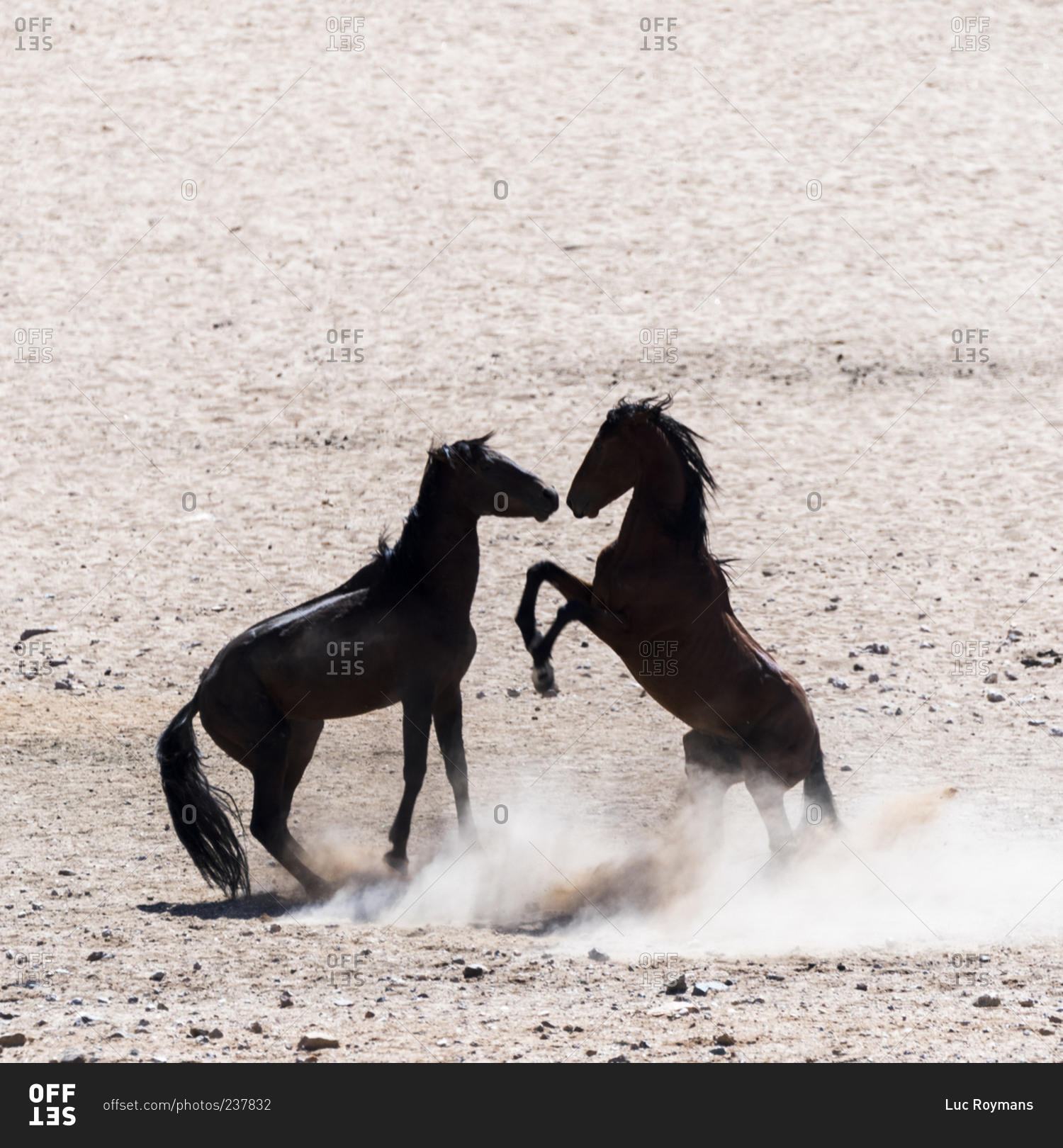 Two wild horses fighting in the desert in Namibia