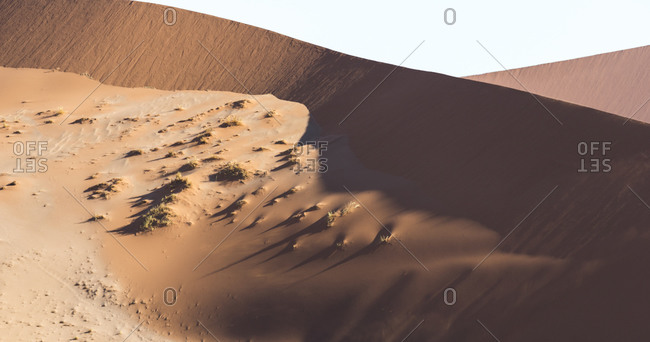 Grass growing on a sand dunes in the Namibian desert