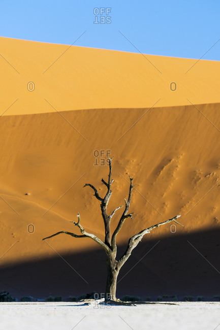 A tree in a salt pan in the Namib desert