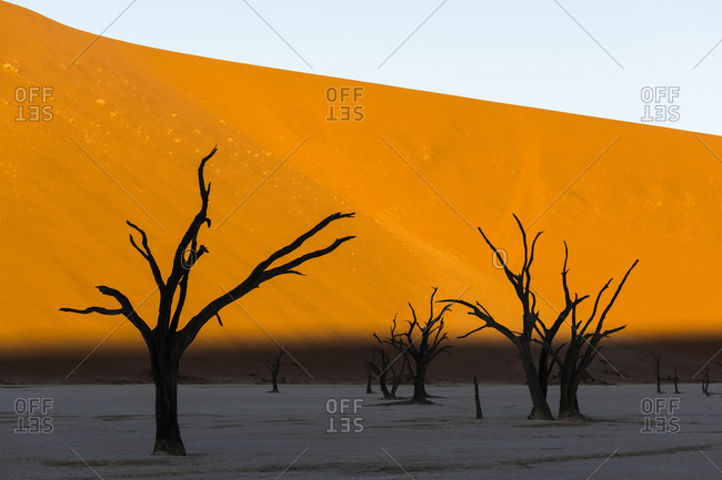 Trees in a salt pan in front of a sand dune in the Namib desert