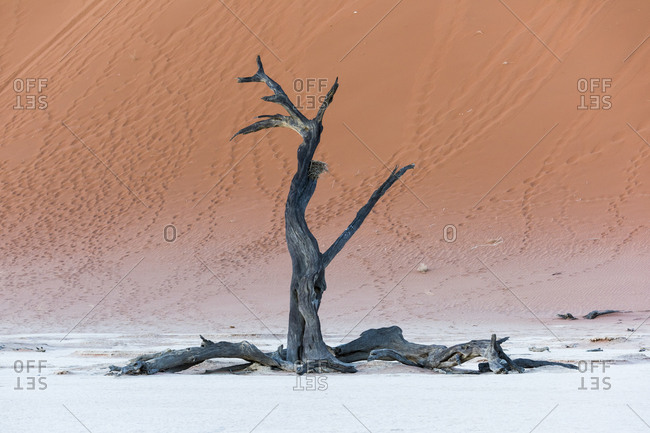 A dried out tree in a salt pan in the Namib desert